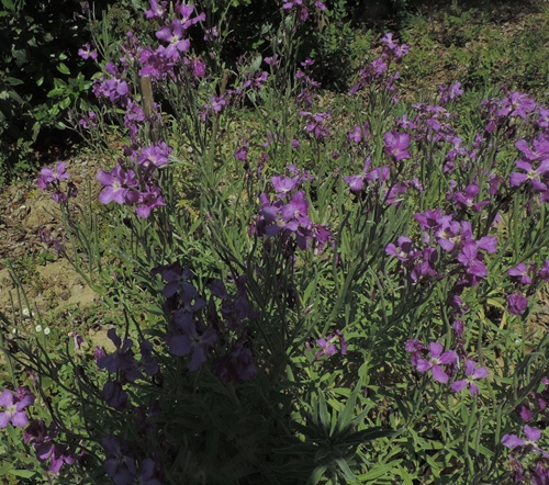 Matthiola incana